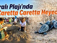 Yavru Caretta Carettalar Denizle Buluştu!