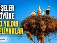Şişeler Köyü’nün 40 yıllık misafirleri: Leylekler