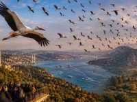 Türkiye semalarında Leyleklerin Afrika yolculuğu