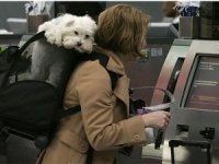 Kedi veya köpekle uçanlar için evcil dostu havayolları