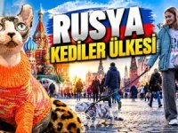Rusya dünya lideri: Sokaklarda 2,8 milyon kedi yaşıyor