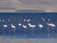 Erçek Gölü kıyısında bu yıl 8'inci Flamingo Festivali yapıldı