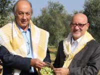 Ayvalıkta zeytin hasadı coşkusu