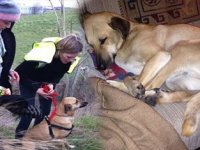 AHLde kayıp köpek krizi
