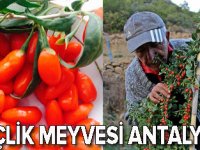 Gençlik meyvesi Kurt Üzümü