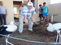 Leylek yavrularına sahip çıktılar