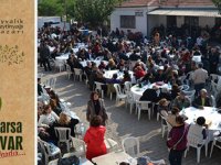 Ayvalık  Zeytin Hasat Günleri