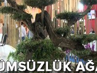 Flower Show'da dünyanın bitkisi