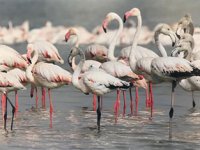 Erçek Gölünde Flamingo Festivali