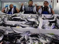 90 bin ton palamut ile rekor