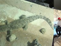 Dev timsah Emaar Akvaryumda