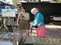 Deniz Kaplumbağaları müzede