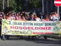 Milas 4. Zeytin Hasat Şenliği