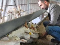 Keçi sütü ile Avrupa'ya açılıyor