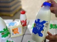 Dubai'nin günlük sütü Gökçeada'dan gidiyor