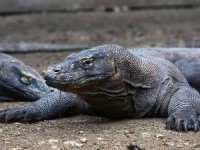 Komodo ejderleri adasının kapanması turizmcileri endişelendirdi