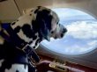 Köpekler için lüks uçak seyahati hizmeti başlıyor