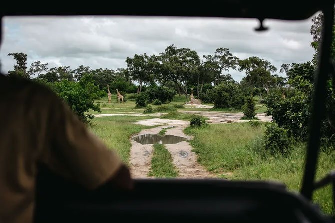 ​​​​​​​afrika-safarisi.jpg