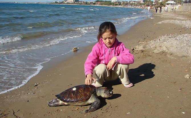 -caretta-carettalar.jpg