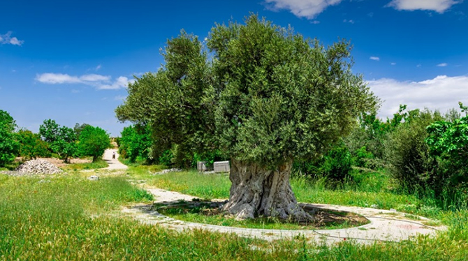 1300-yillik-anit-zeytin-agaci.jpg