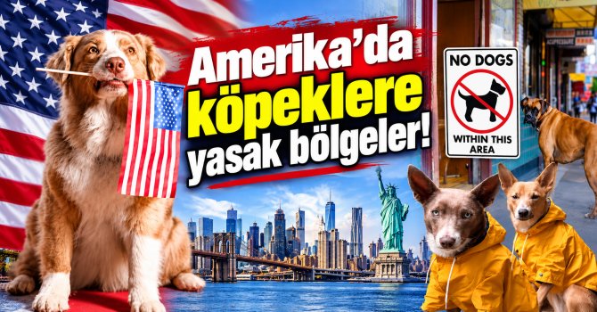 amerika,-kopek.png