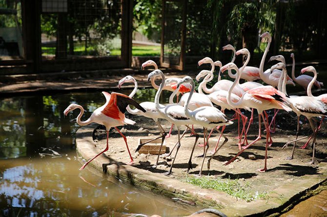 antalya-da-21-flamingo.jpg