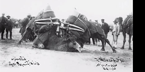 burhaniye-deve-12.jpg