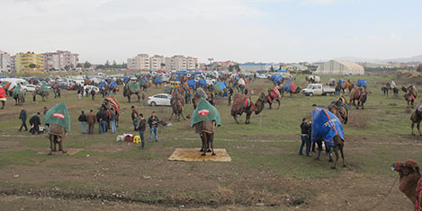 burhaniye-deve-343.jpg