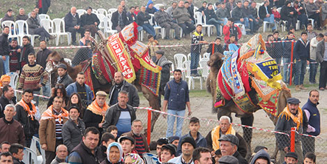 burhaniye-deve-66.jpg