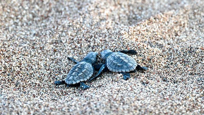 caretta-caretta,-cirali-001.jpg
