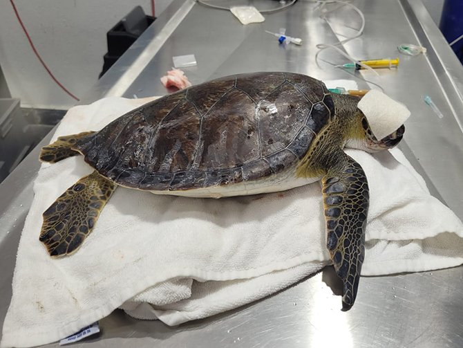 caretta-caretta,-deniz-kaplumbagasi-004.jpg