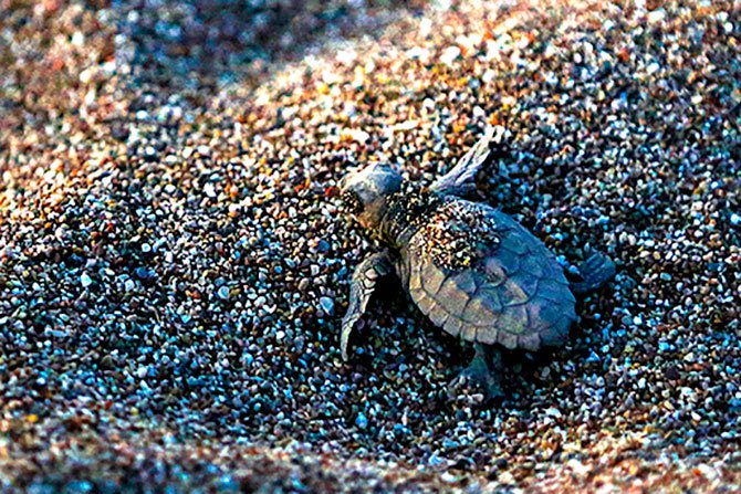 caretta-caretta--005.jpg