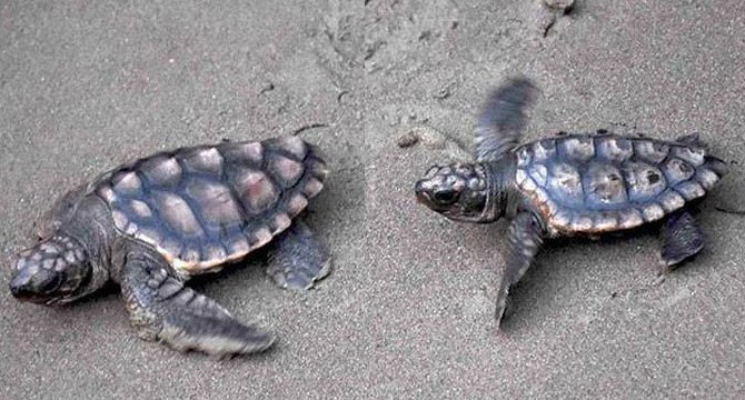 caretta-caretta--030.jpg