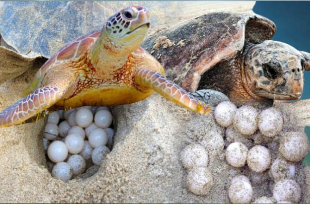 caretta-caretta-002.png