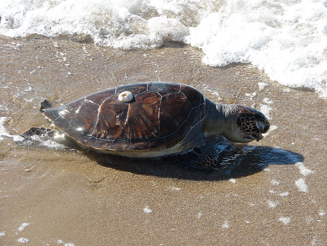 caretta-caretta-007.jpg