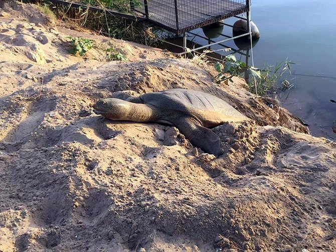 caretta-carettalarin-yuvalarini.jpg
