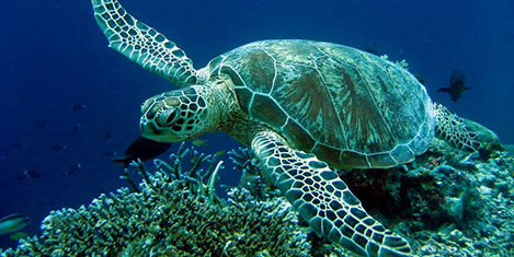 caretta3.jpg