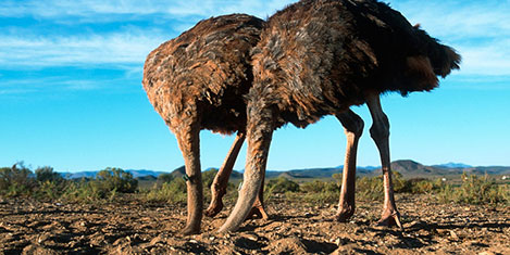 devekusu.jpg devekusu.jpg