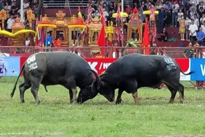 do-son-manda-dovusu-festivali.jpg