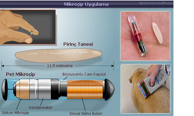 evcil-hayvanlara-mikrocip-takmaya-uc-hafta-kaldi.png