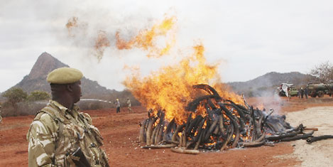 fildisi-yakildi-kenya-2.jpg fildisi-yakildi-kenya-2.jpg