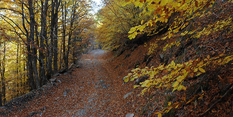 gezgin-damak4.jpg
