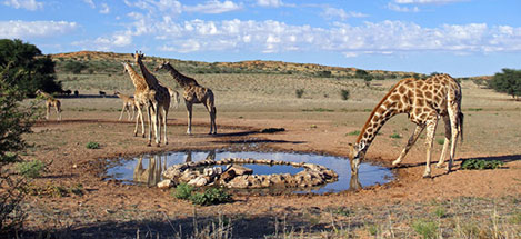 guney-afrika-7.jpg