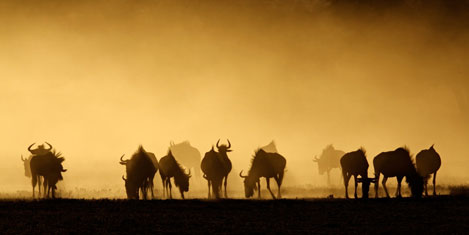 guney_afrika2a.jpg guney_afrika2a.jpg