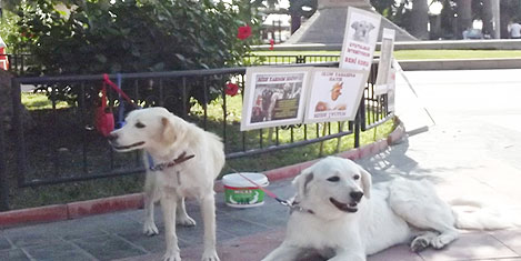 hayvanlari-koruma-11.jpg hayvanlari-koruma-11.jpg