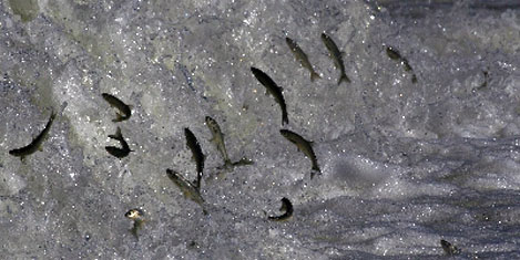 inci-kefali-12.jpg inci-kefali-12.jpg