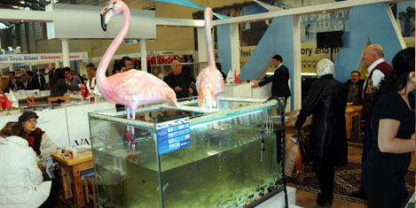 inci-kefali-emitt-3.jpg inci-kefali-emitt-3.jpg