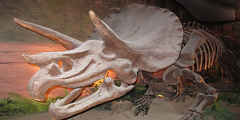 jurassic-land-istanbul-37.jpg jurassic-land-istanbul-37.jpg