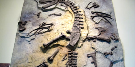 jurassic-land-istanbul-4.jpg jurassic-land-istanbul-4.jpg