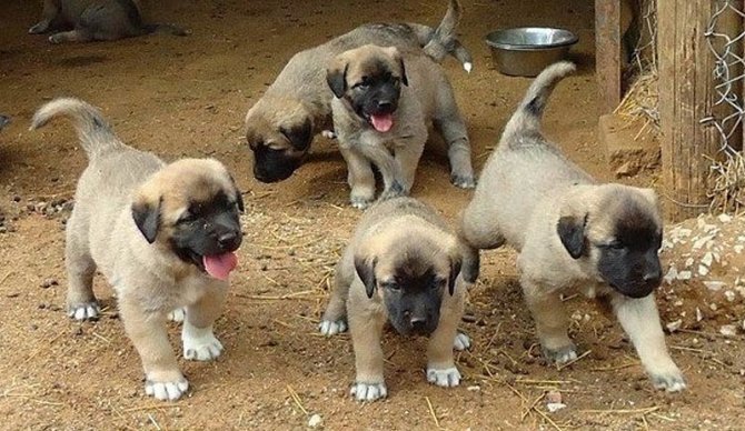 kangal-001.jpeg
